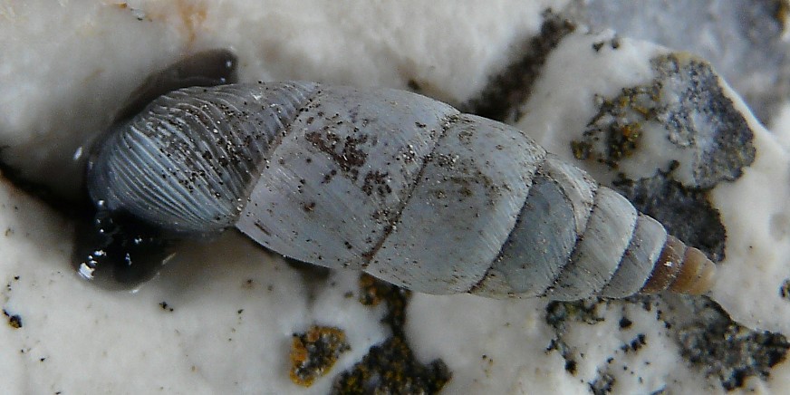 Medora macascarensis (Sowerby, 1828)